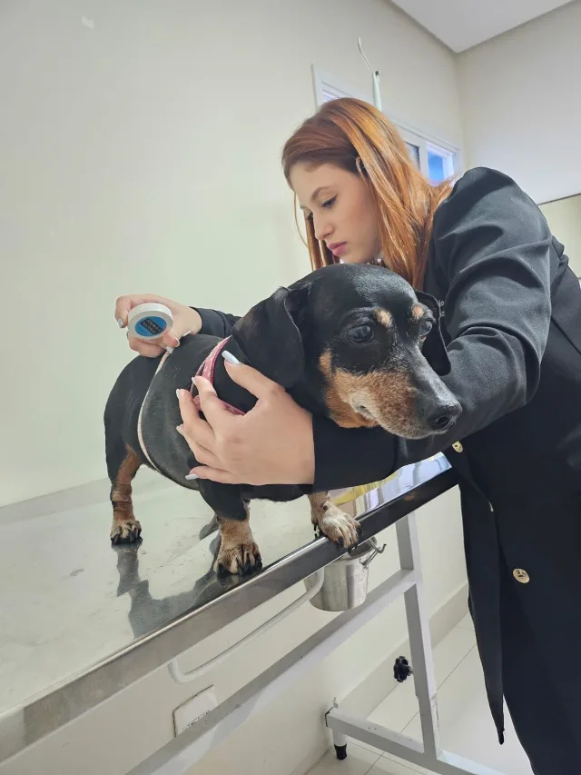Dra. Jéssica Garofalo cuidando de um cão dachshund sobre a mesa de atendimento.